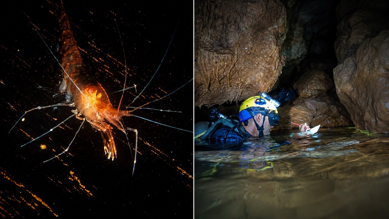 Camarón de cueva cubano Barbouria cubensis nadando en las aguas oscuras de una cueva anquihalina en Cuba
